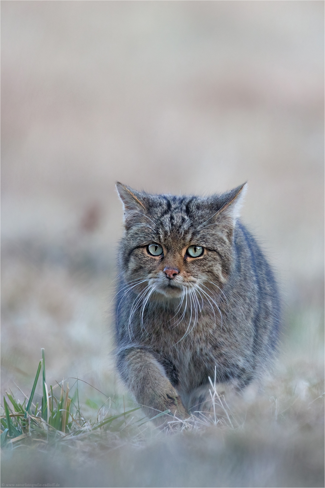 ~Auge in Auge mit dem Waldgeist ~