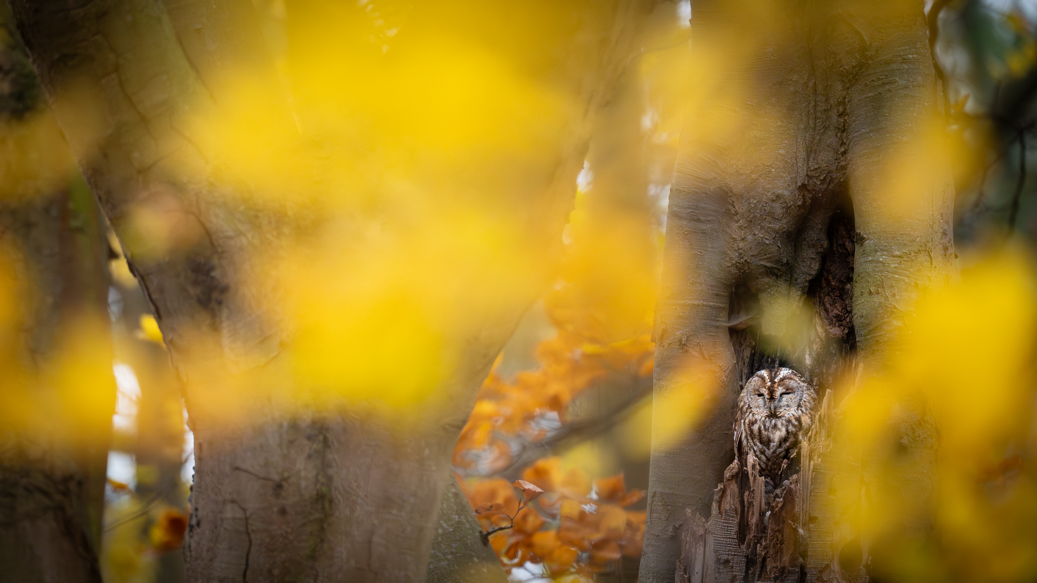 Herbst-Kauz
