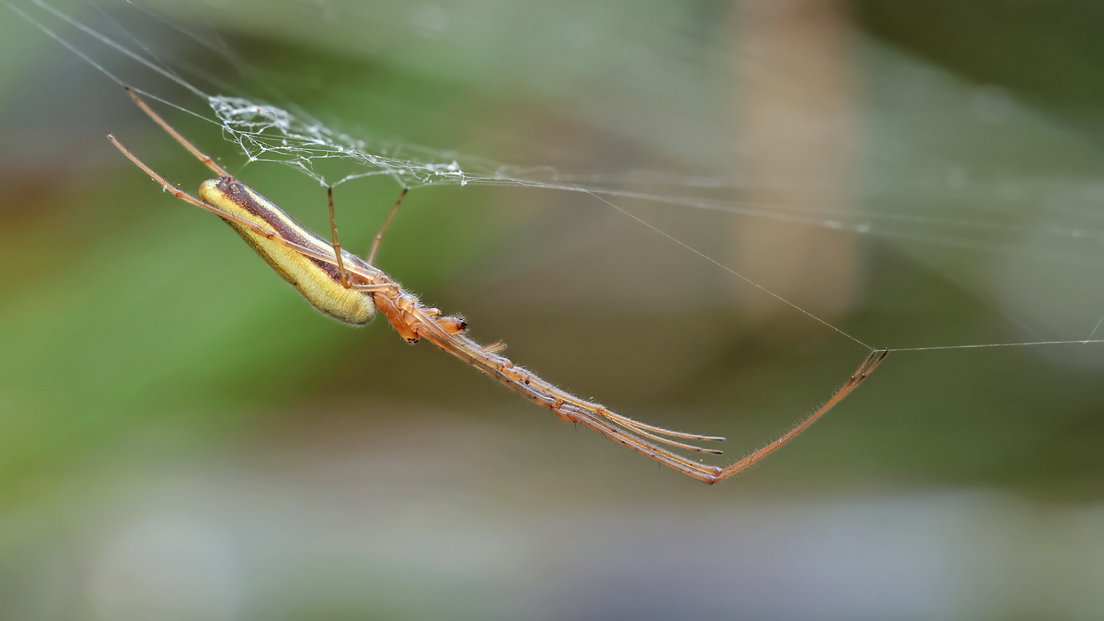 Eine Streckerspinne...