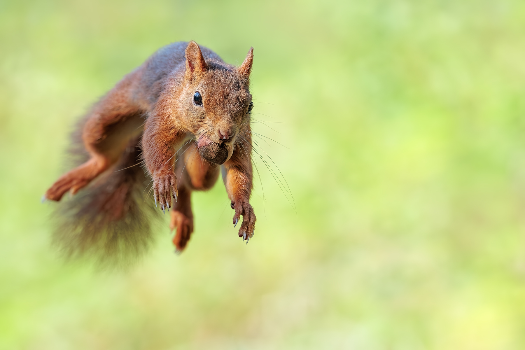 Flughörnchen