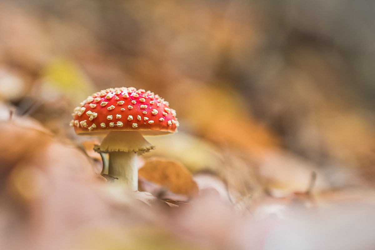 Fliegenbild Teenager