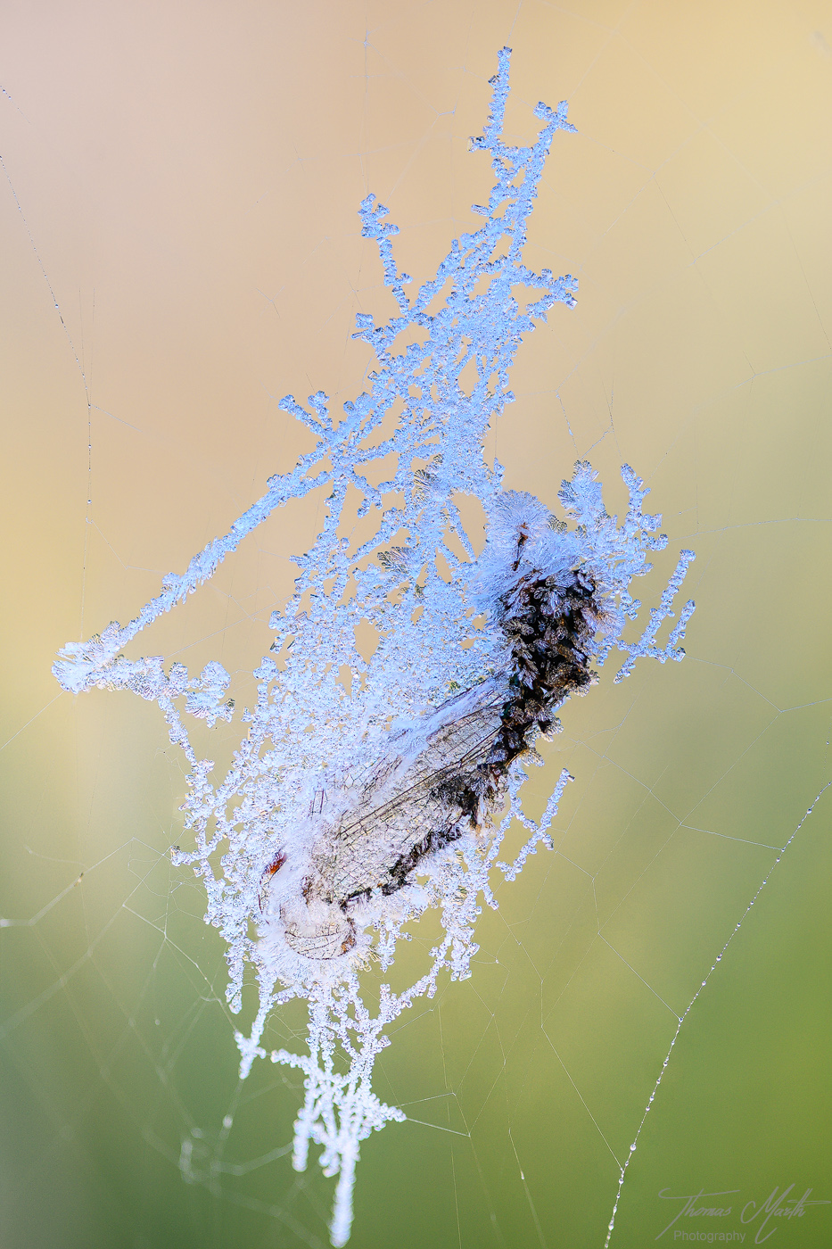 Der letzte Fang des Jahres