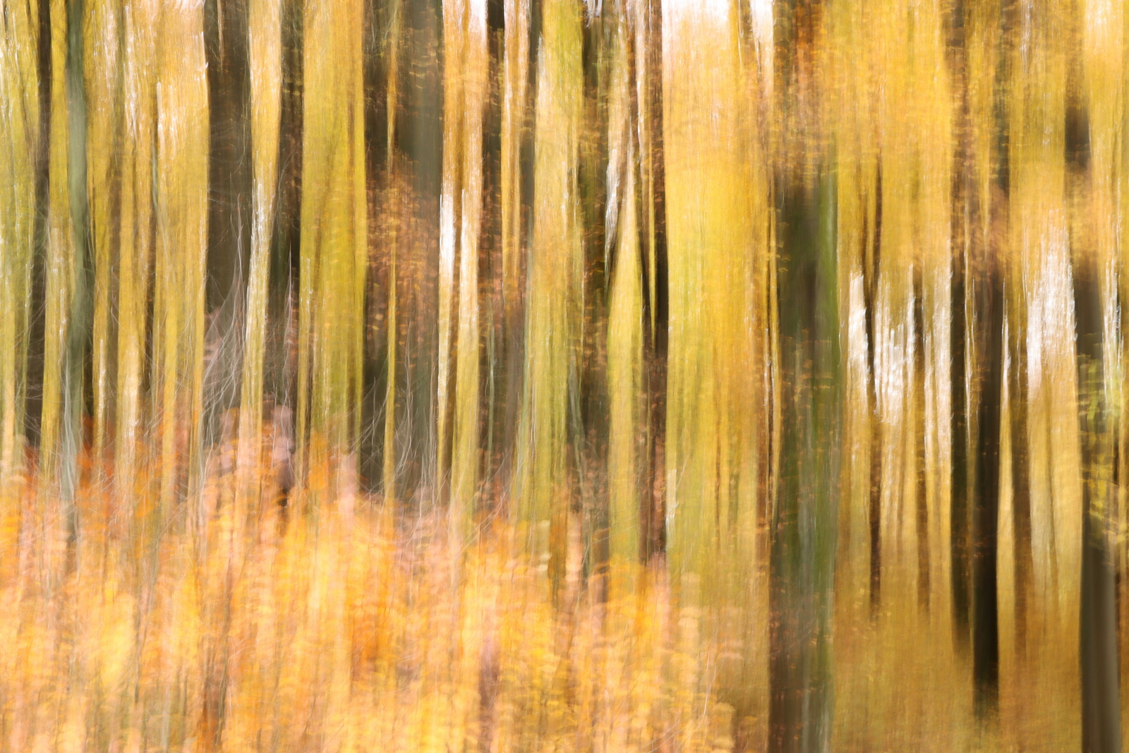 Herbst im Buchenwald