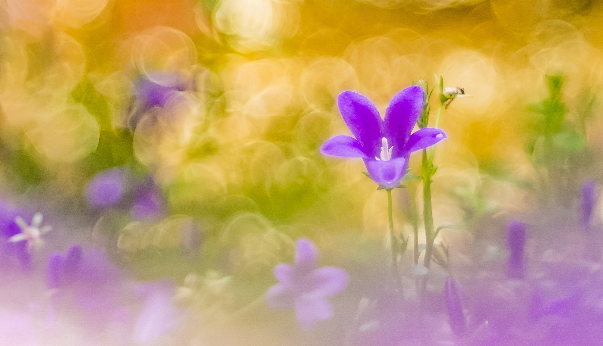 Glockenblume