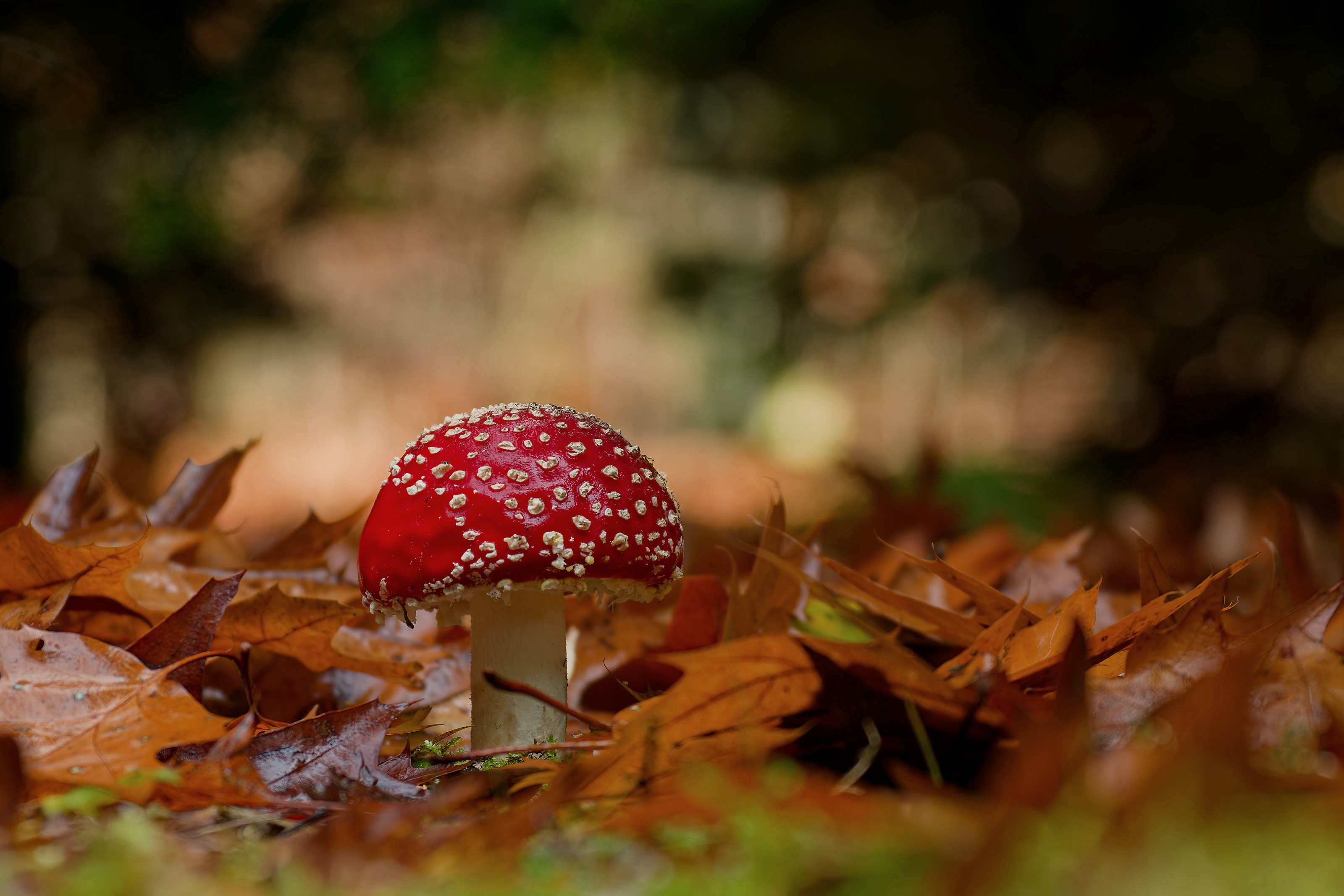 Lange Saison