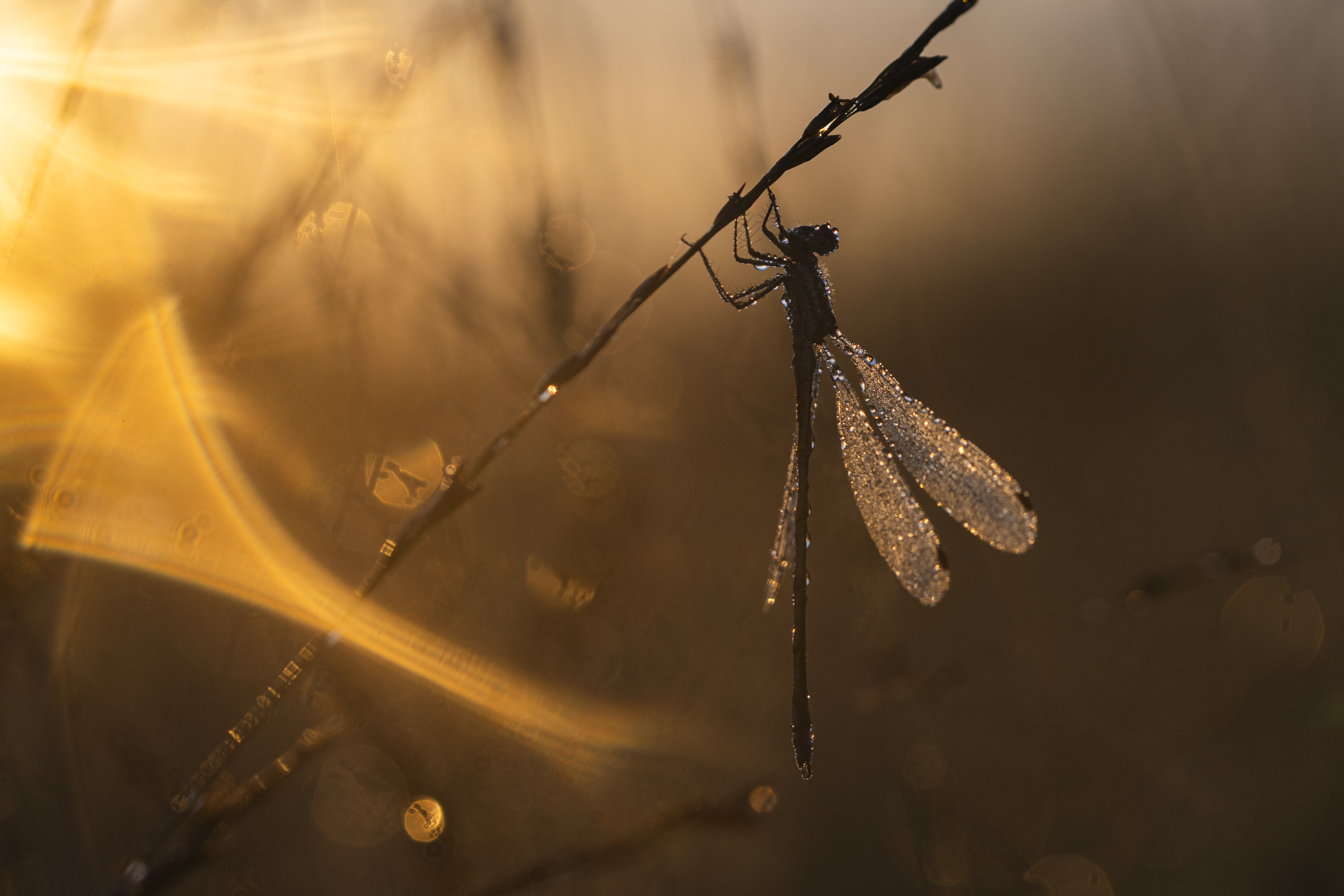 _____Binsenjungfer____________________