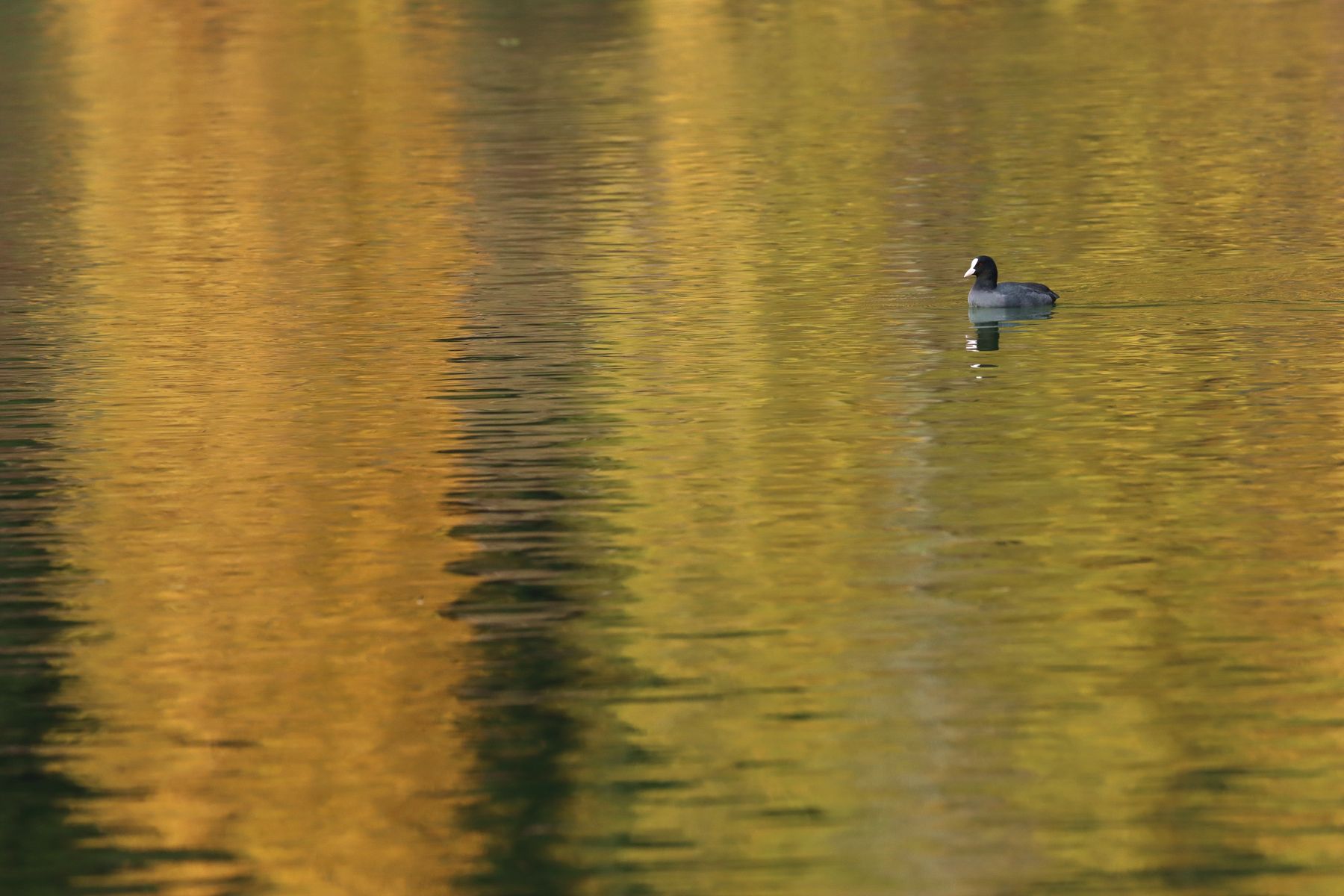 Schlichter Vogel