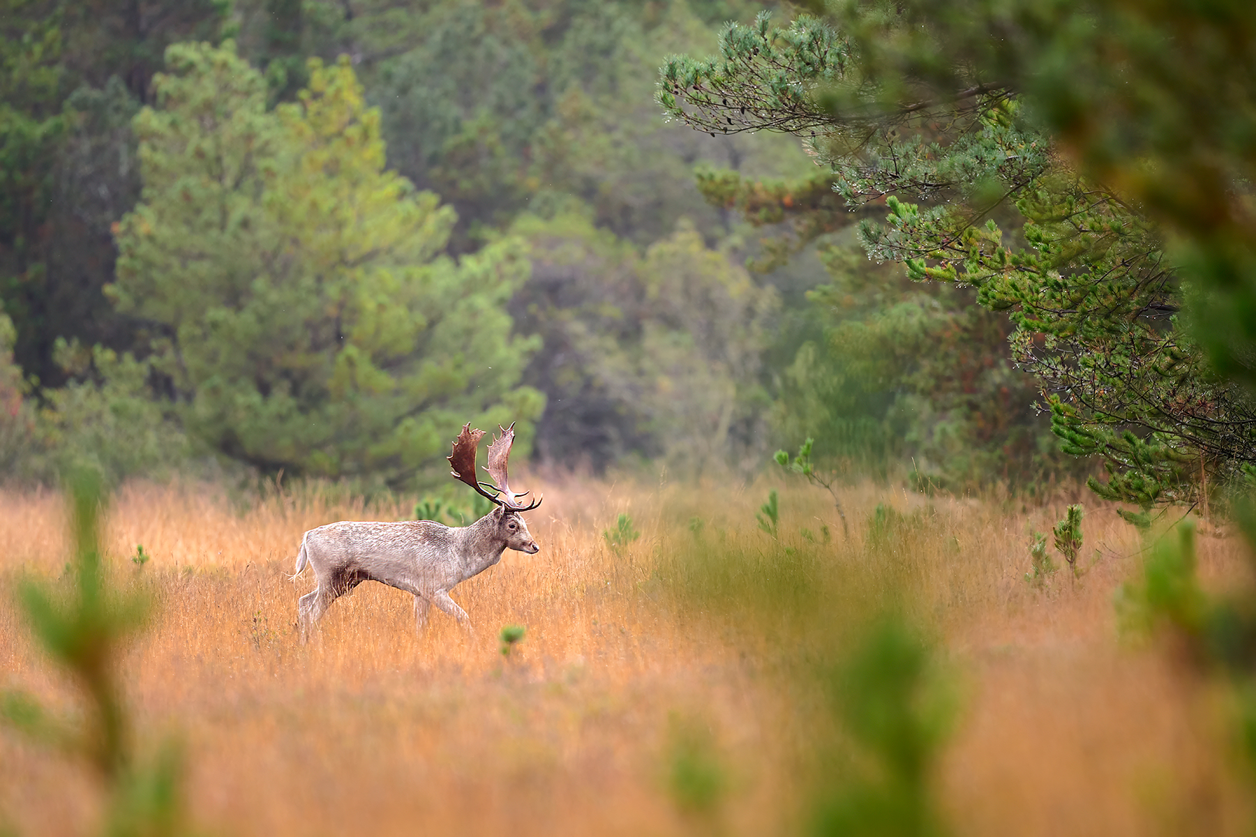Ein Schaufler aus der ...
