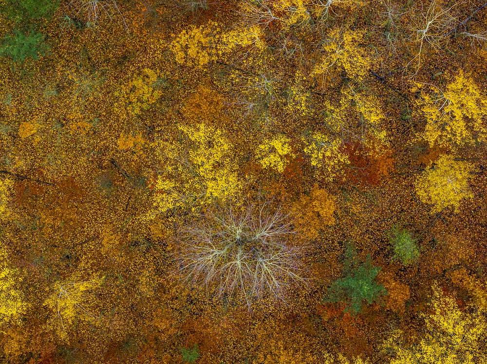 "...autumn..."