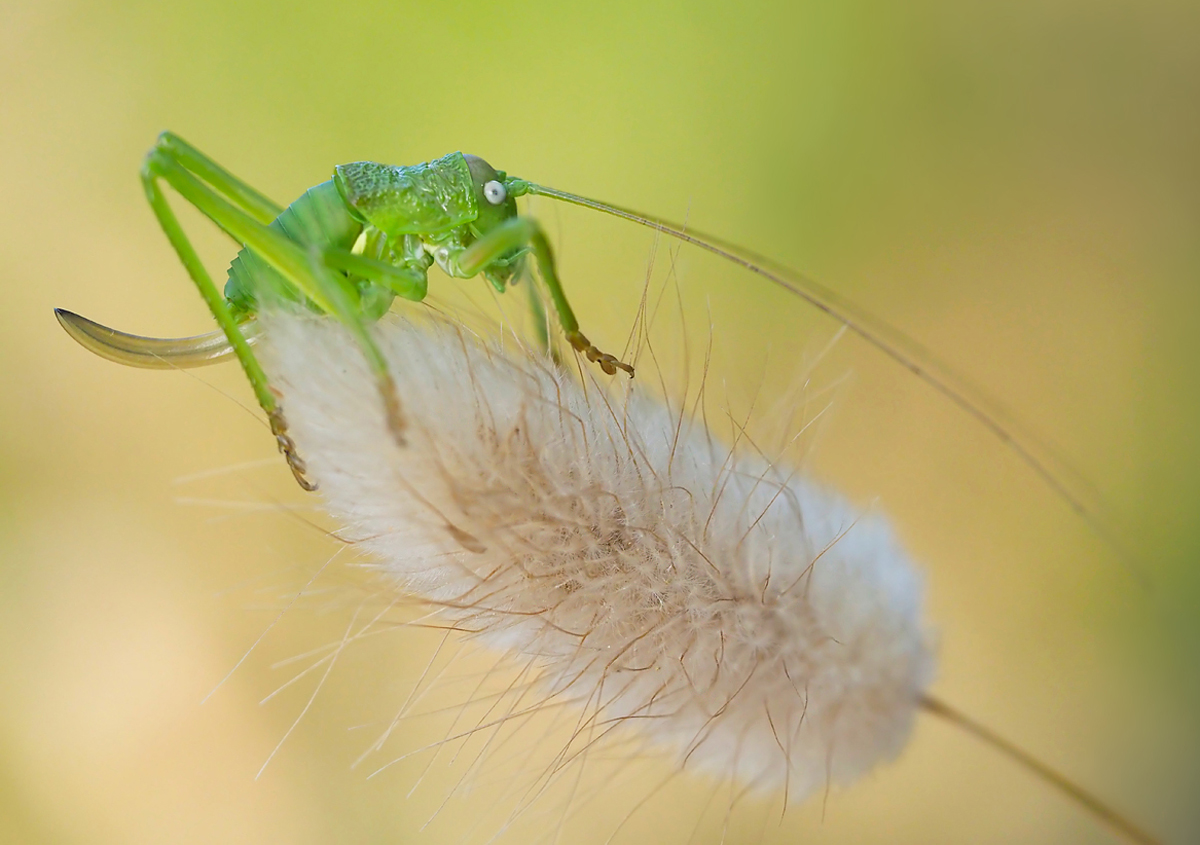 Junge Steppen-Sattelschrecke auf flauschigem Ansitz