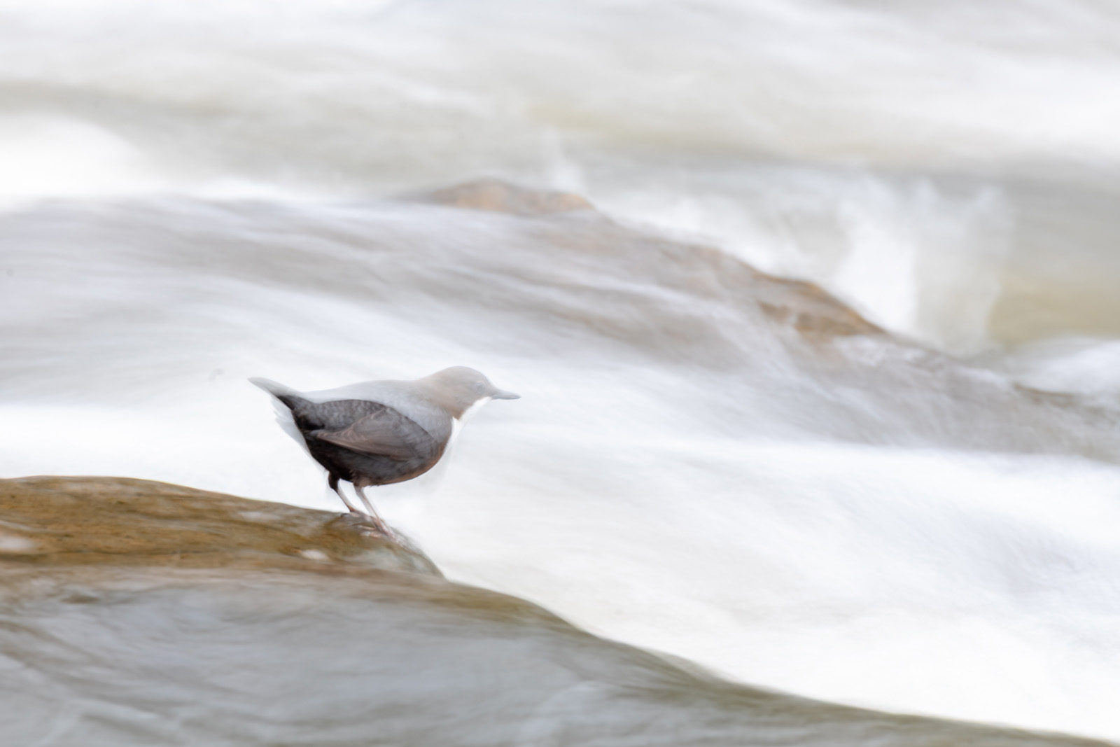 Wasseramsel + Bewegungsunschärfe
