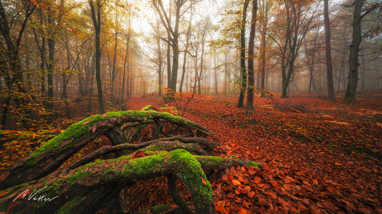 Verwurzelter Herbstpfad