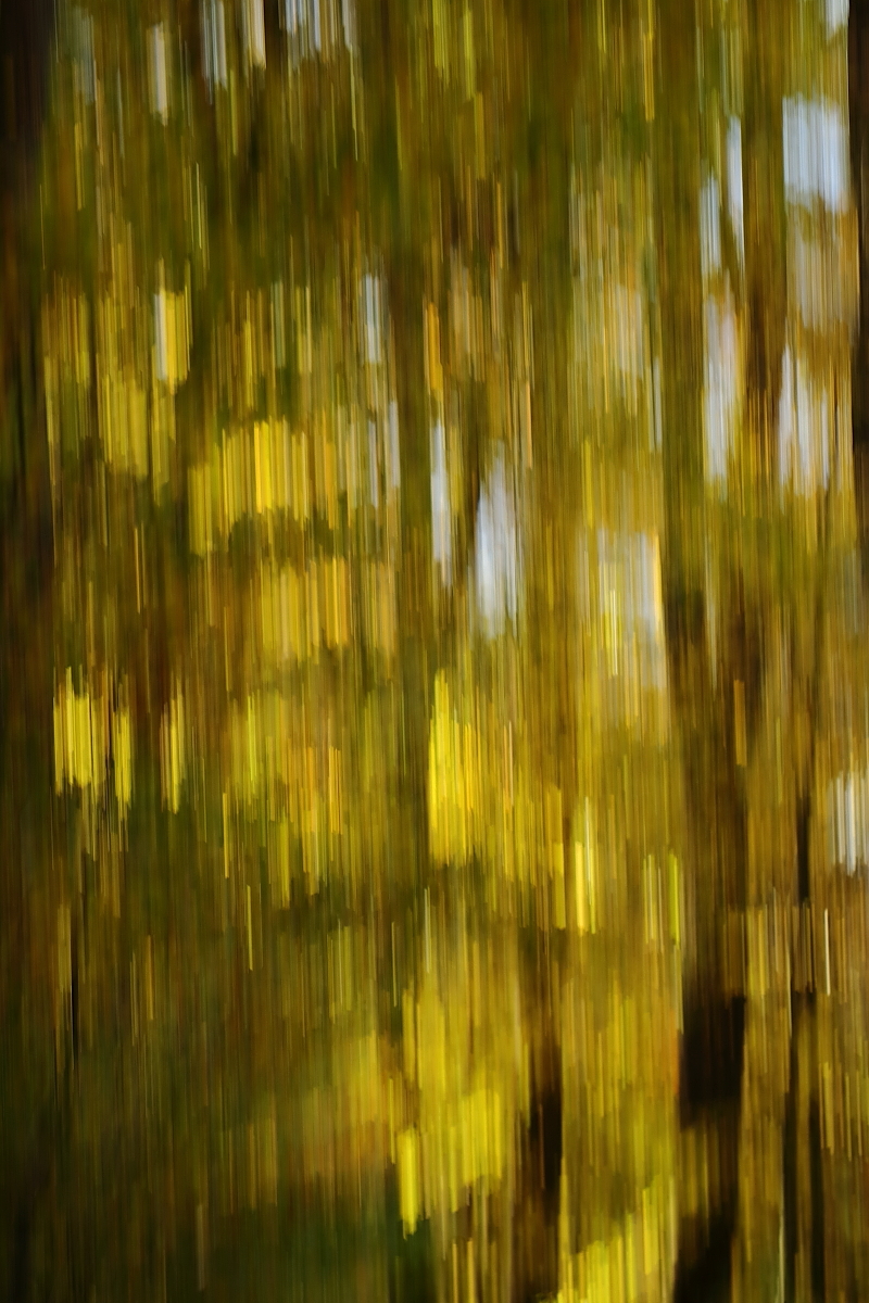 Im Wald