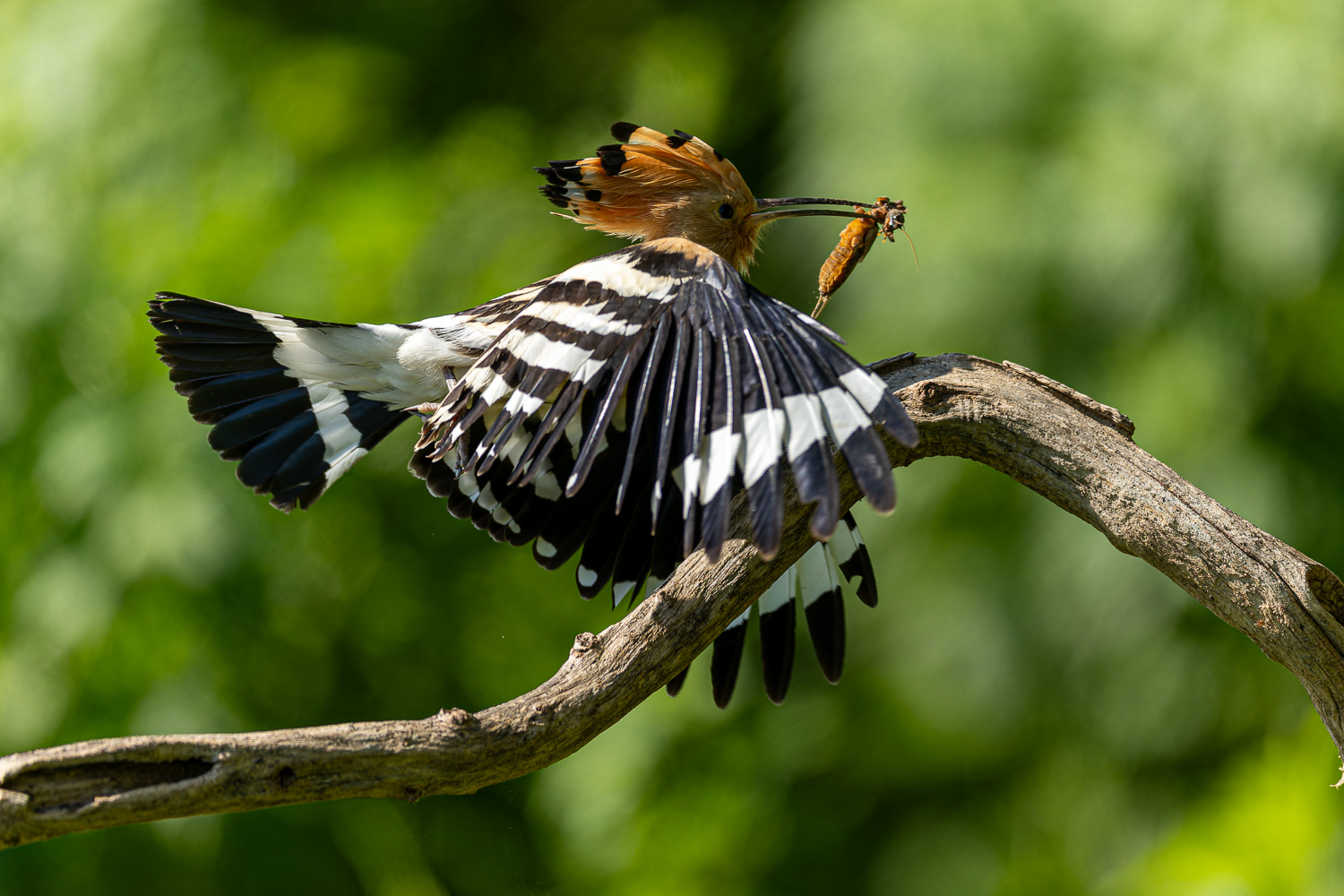 Fliegender Lieferdienst