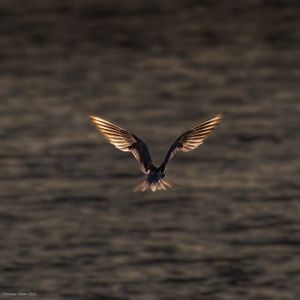 Flußseeschwalbe im Gegenlicht