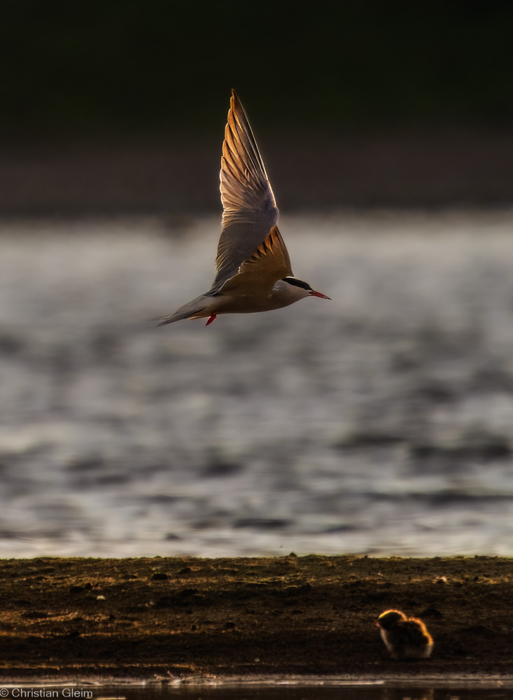Flußsseschwalbe im Gegenlicht mit Jungtier