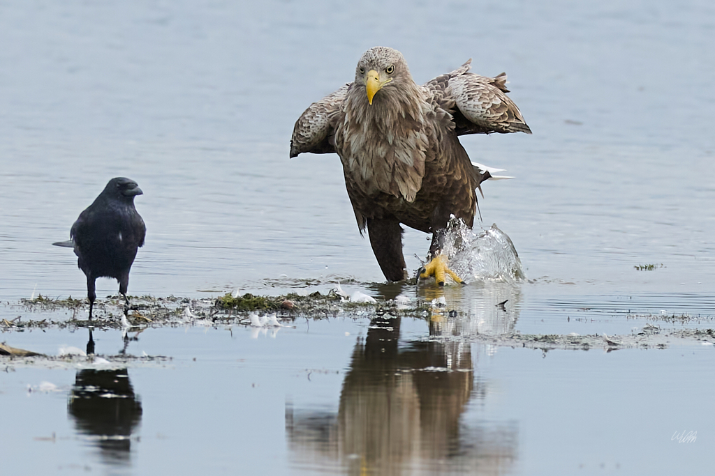 Seeadler
