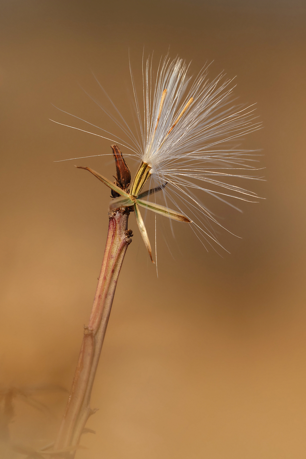 Keine richtige Pusteblume