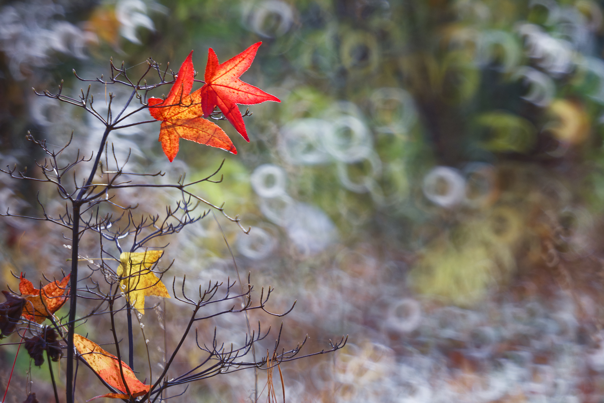 Herbstfarben