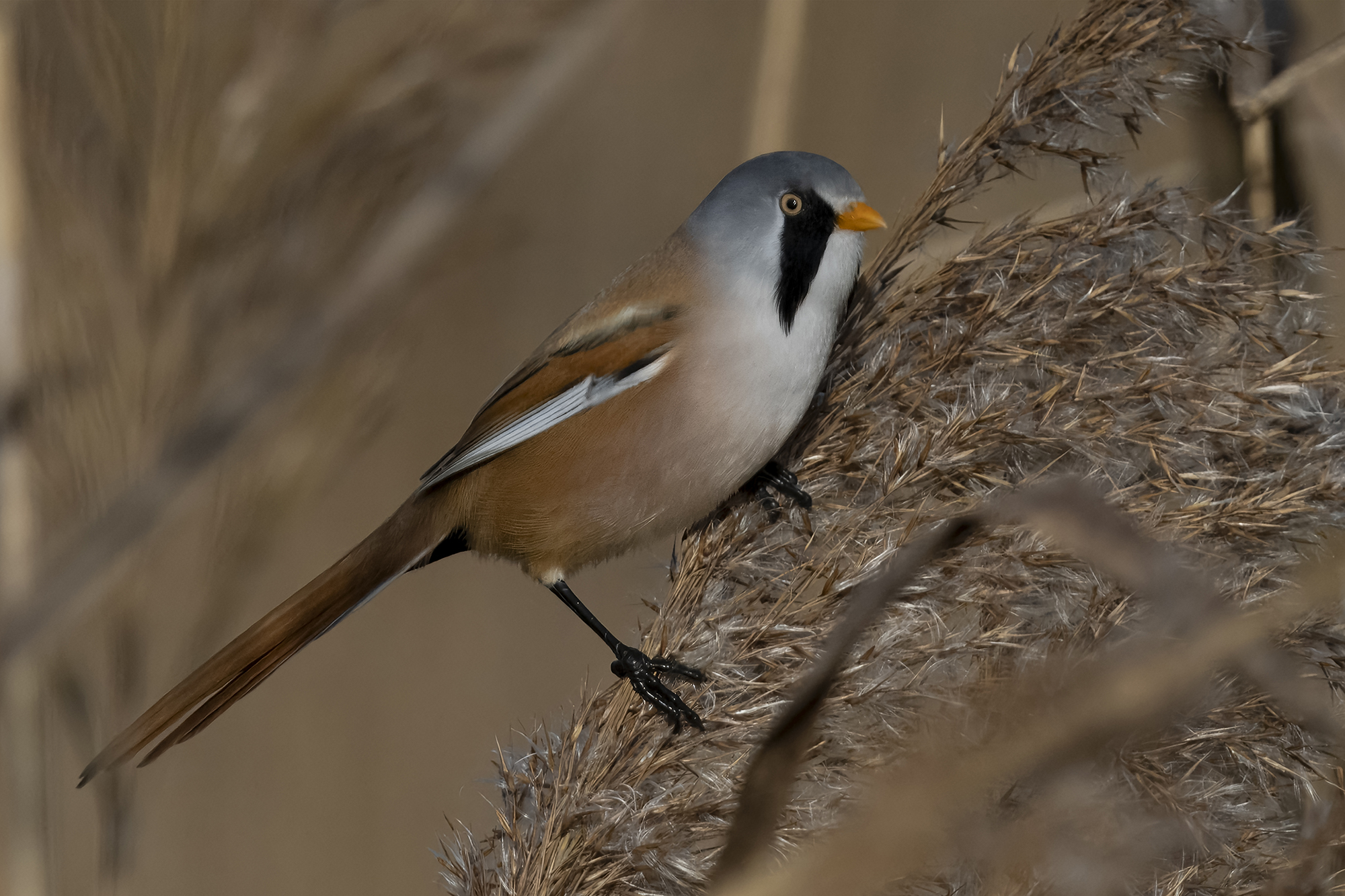 Bartmeise (männlich)
