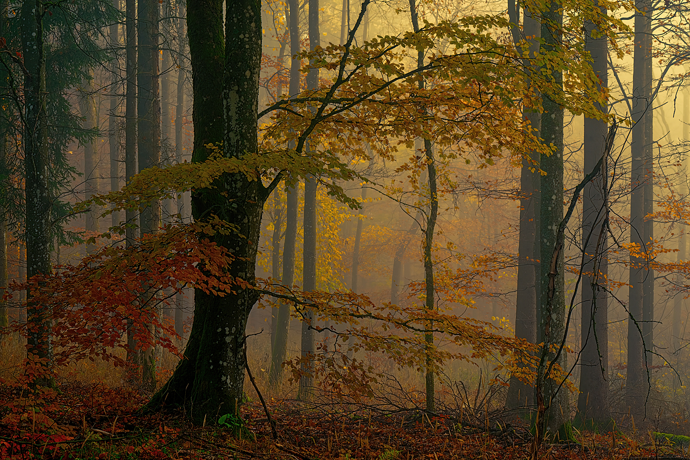 Herbstlaub im Nebel