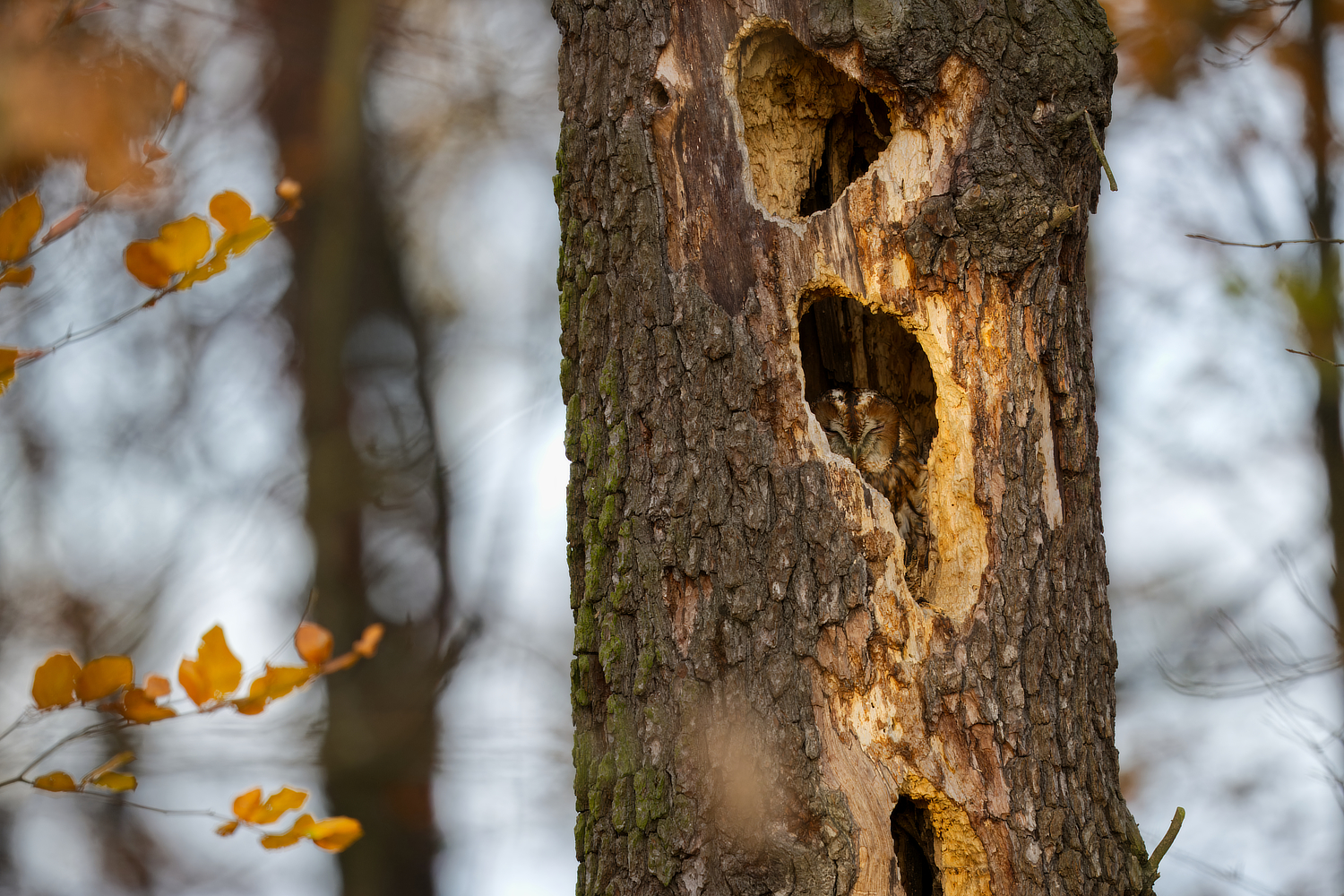 Attraktives Apartment im Herbstwald