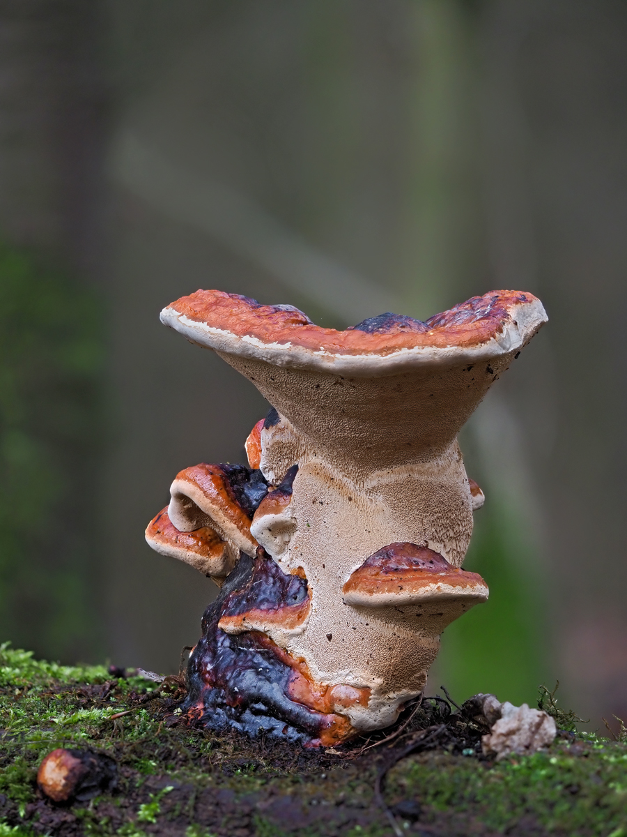 Glänzender Lackporling