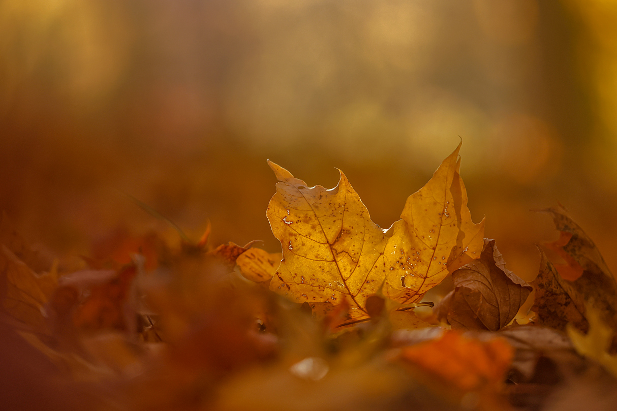 einfach ein Herbstblatt