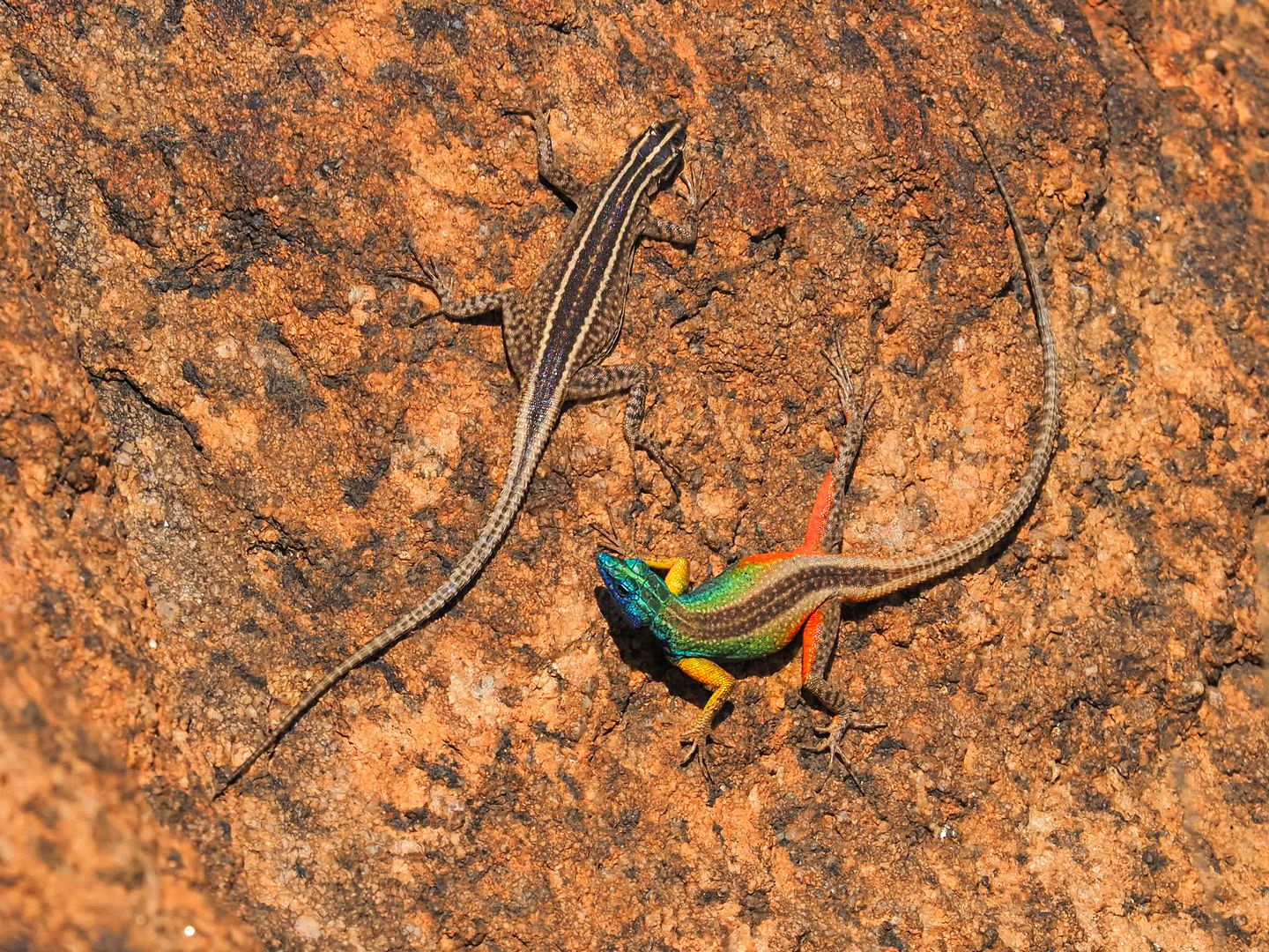 Broadleys-Plattechsen