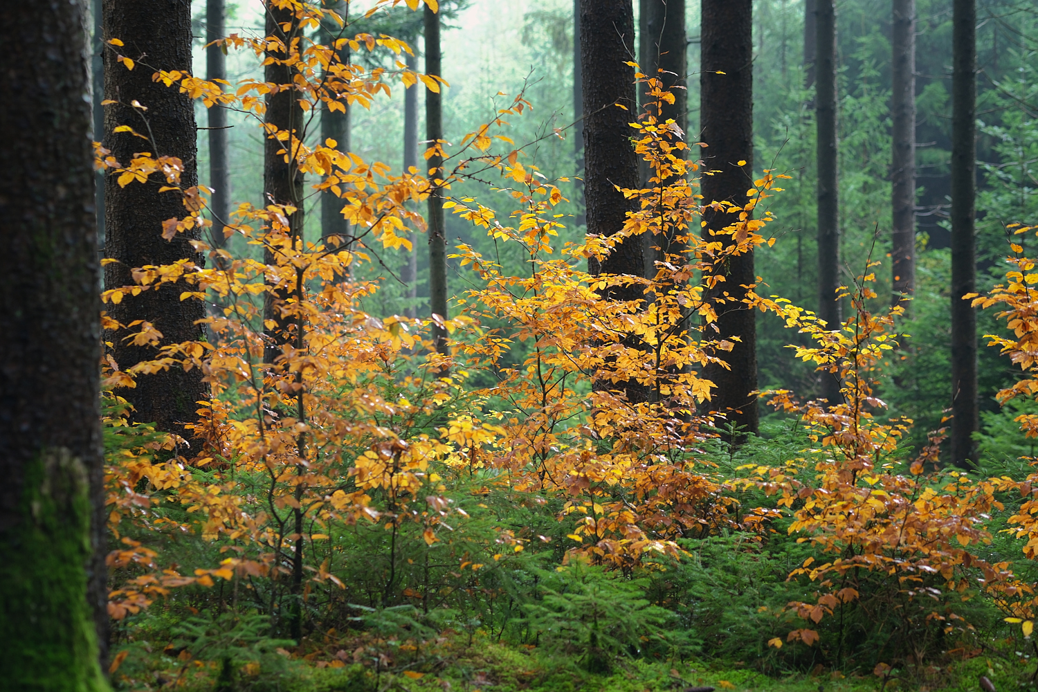 Herbst im Grünen