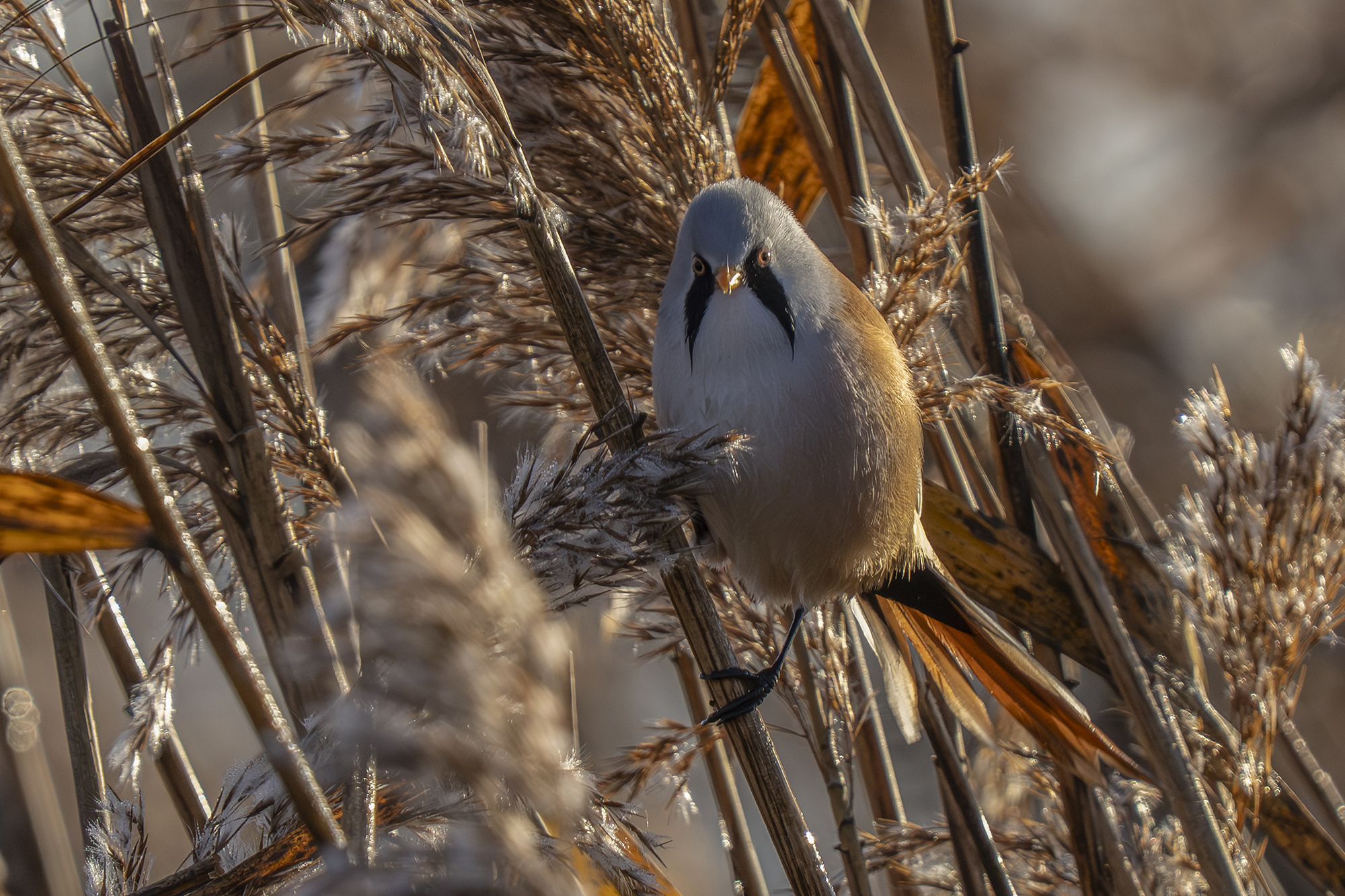 Männliche Bartmeise