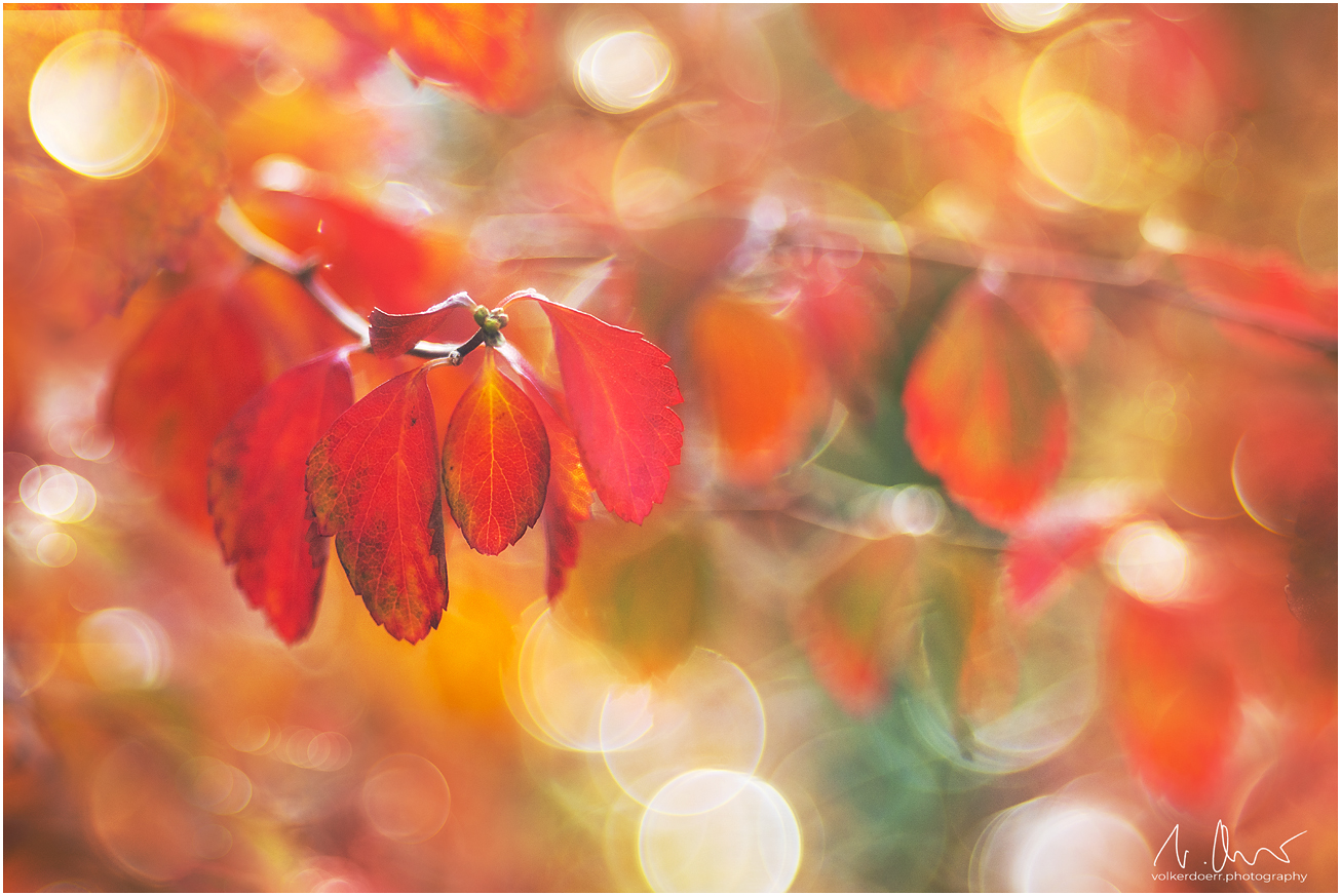 Autumn Vibes