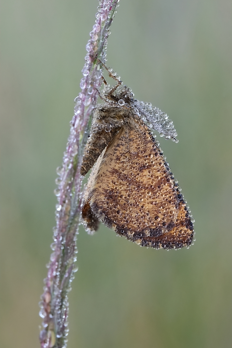 Heidespanner alias Heideland-Tagspanner