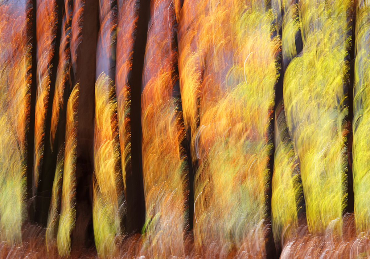 im Herbstwald