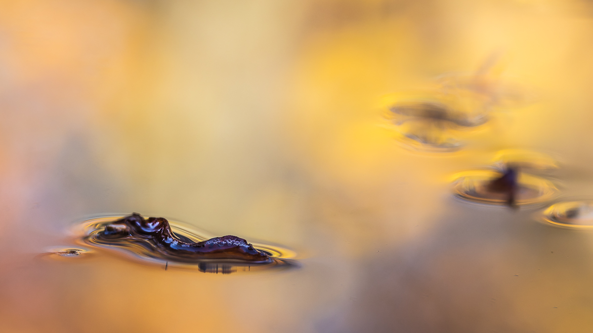 Herbstliche Pfützenoberfläche