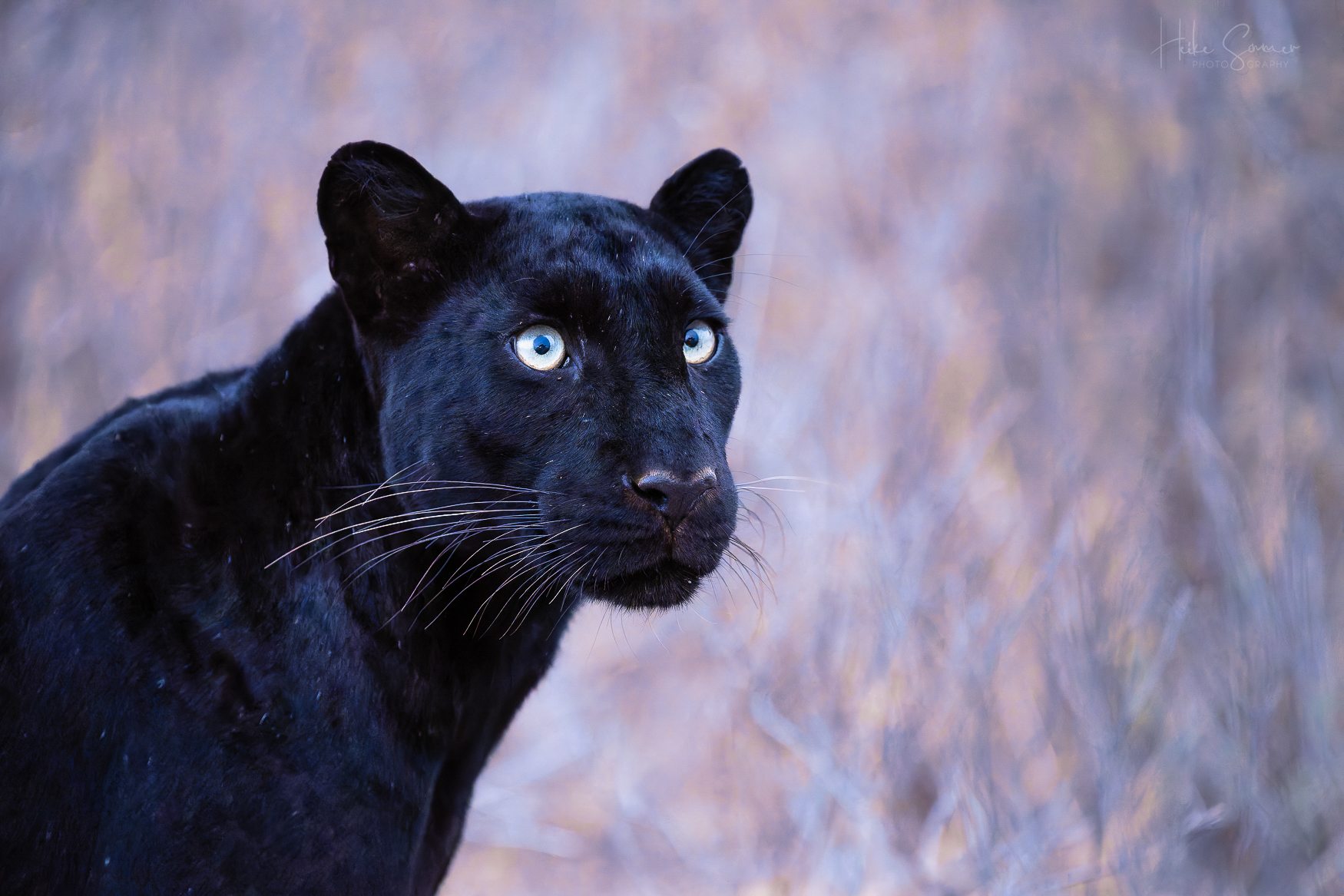 Black Velvet
