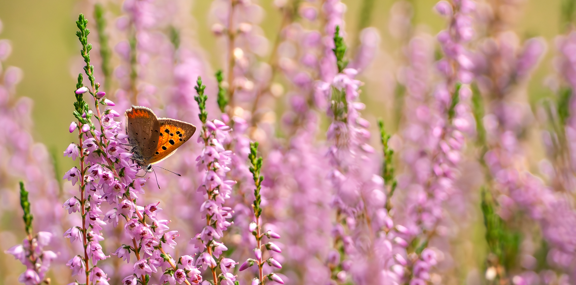 Schmetterling