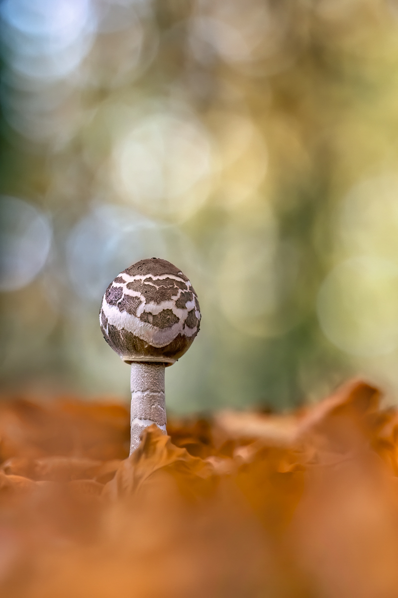 Der kleine Riese ...