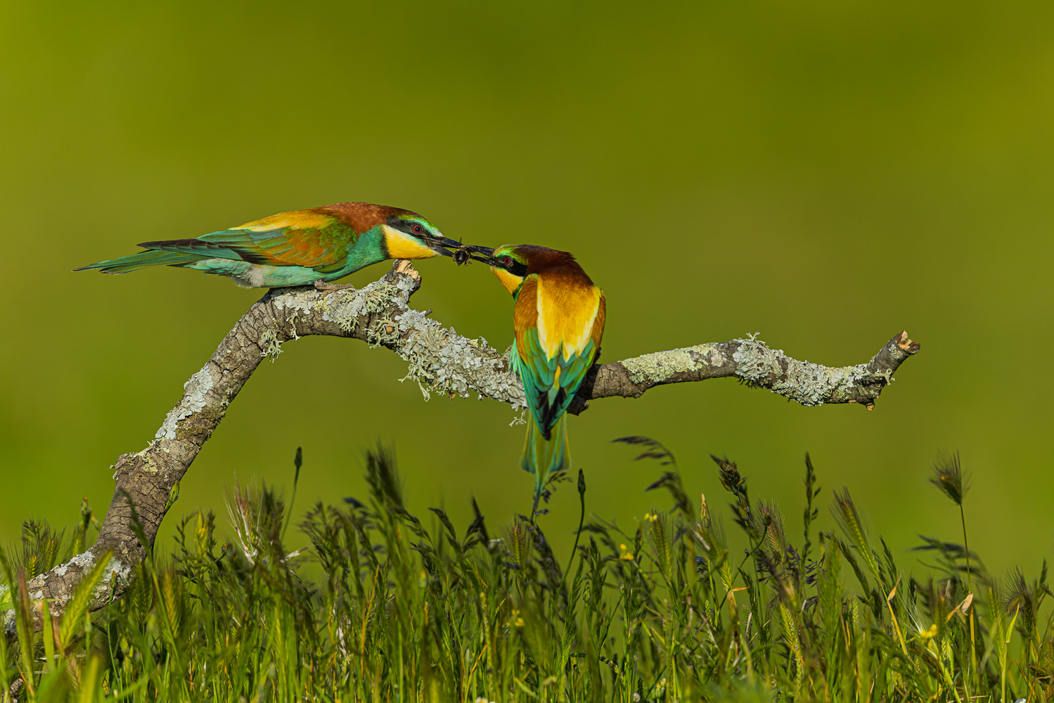Bienfresser - Brautgeschenk