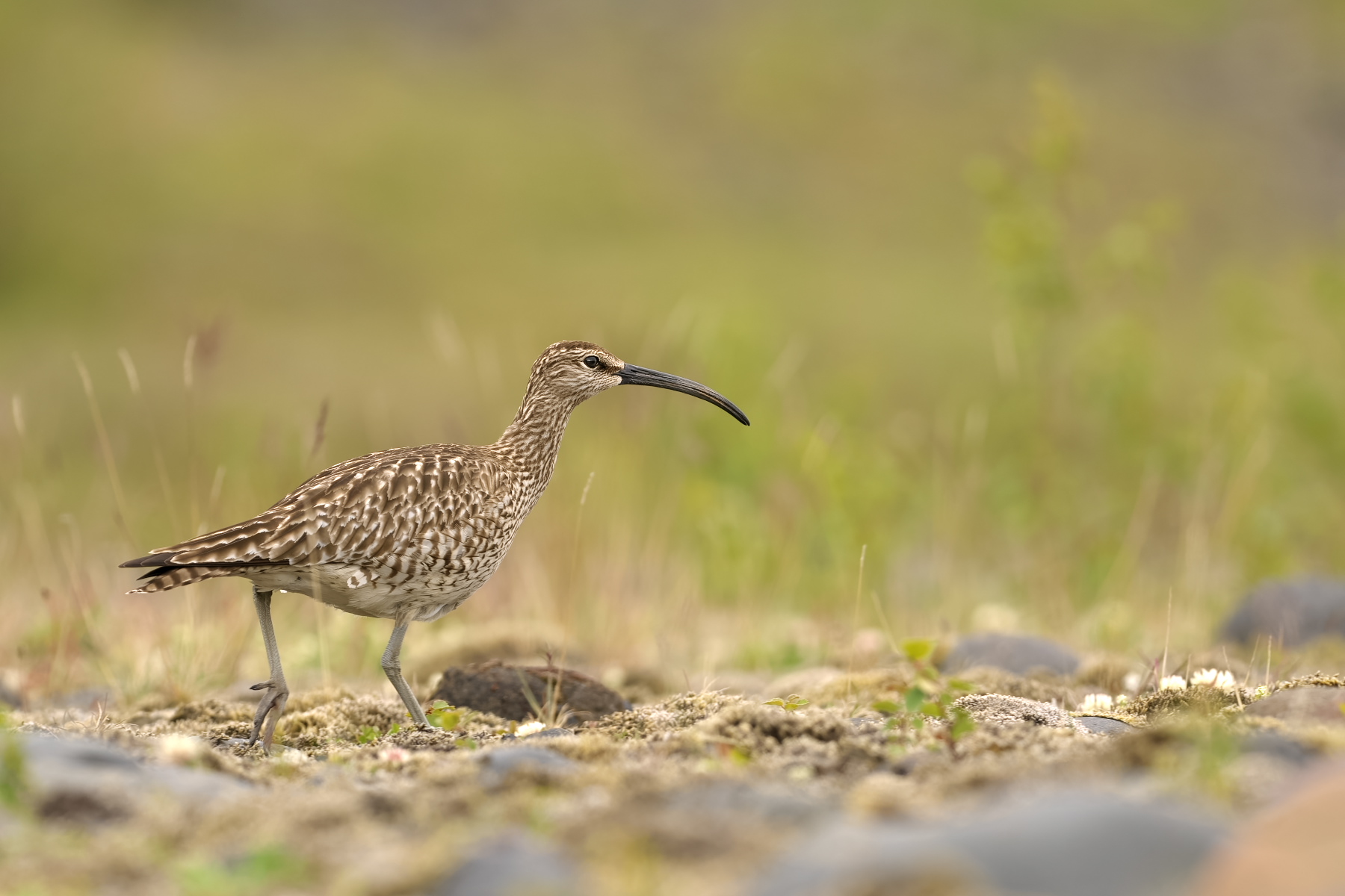 Regenbrachvogel