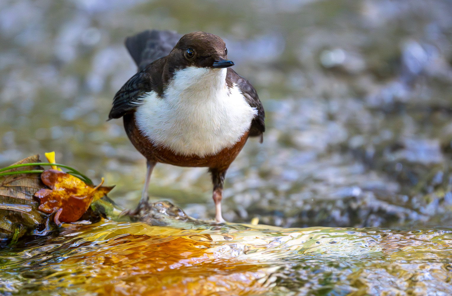 Wasseramsel