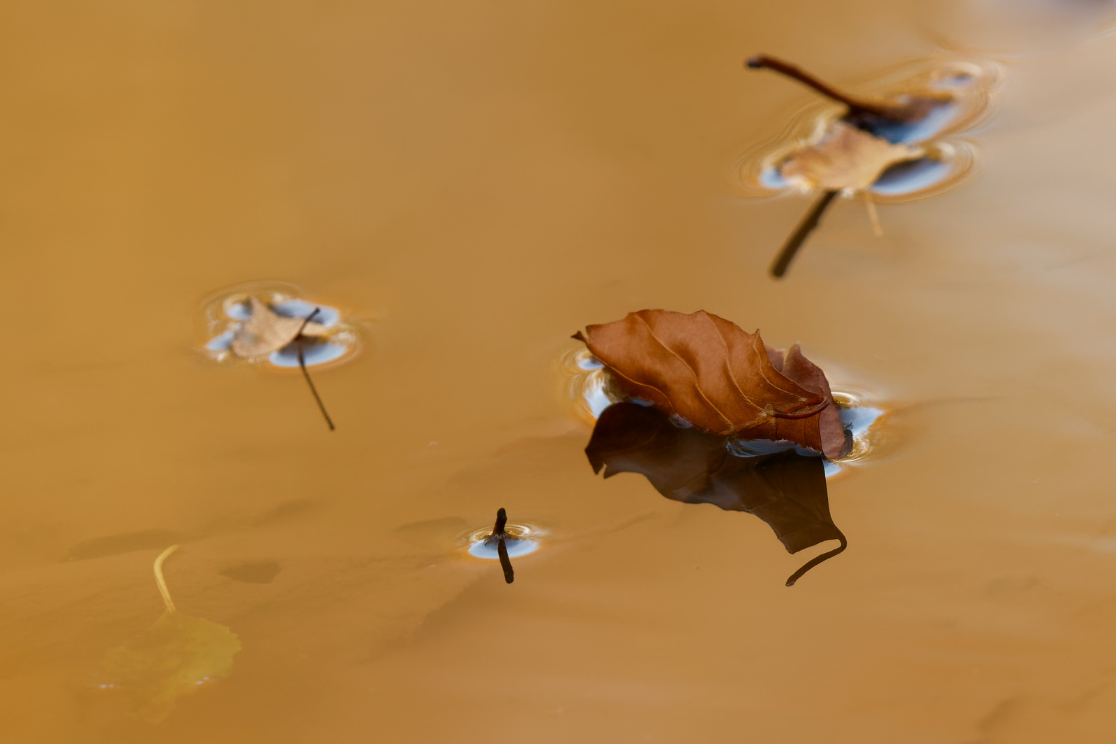 kleines Blattboot