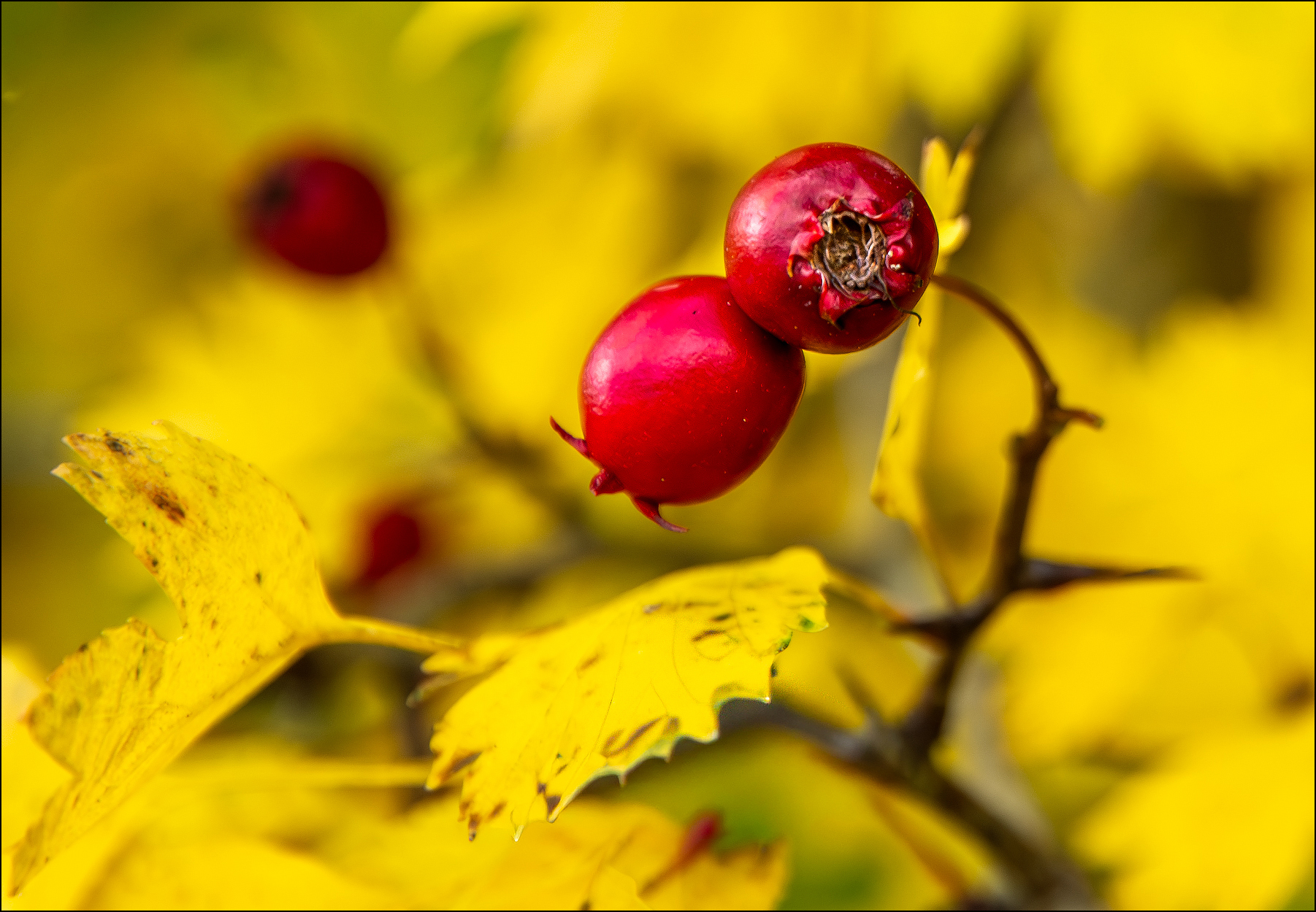 Herbstfrüchte