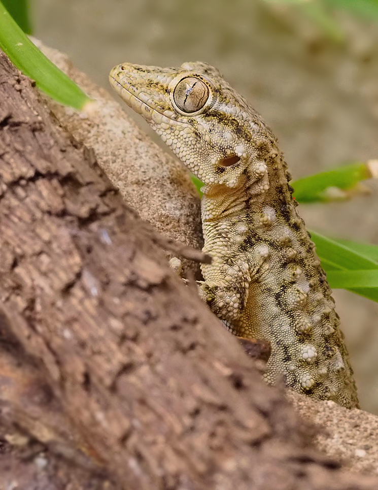 Gecko im Umfeld