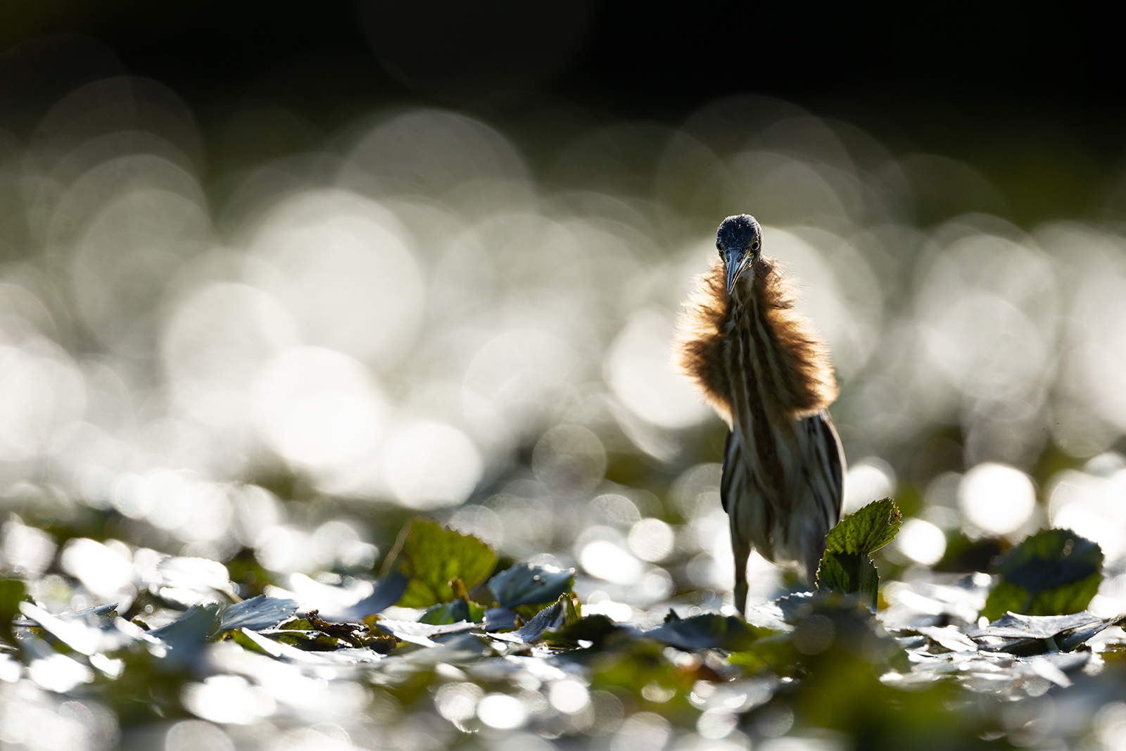 Licht und Schattenjäger