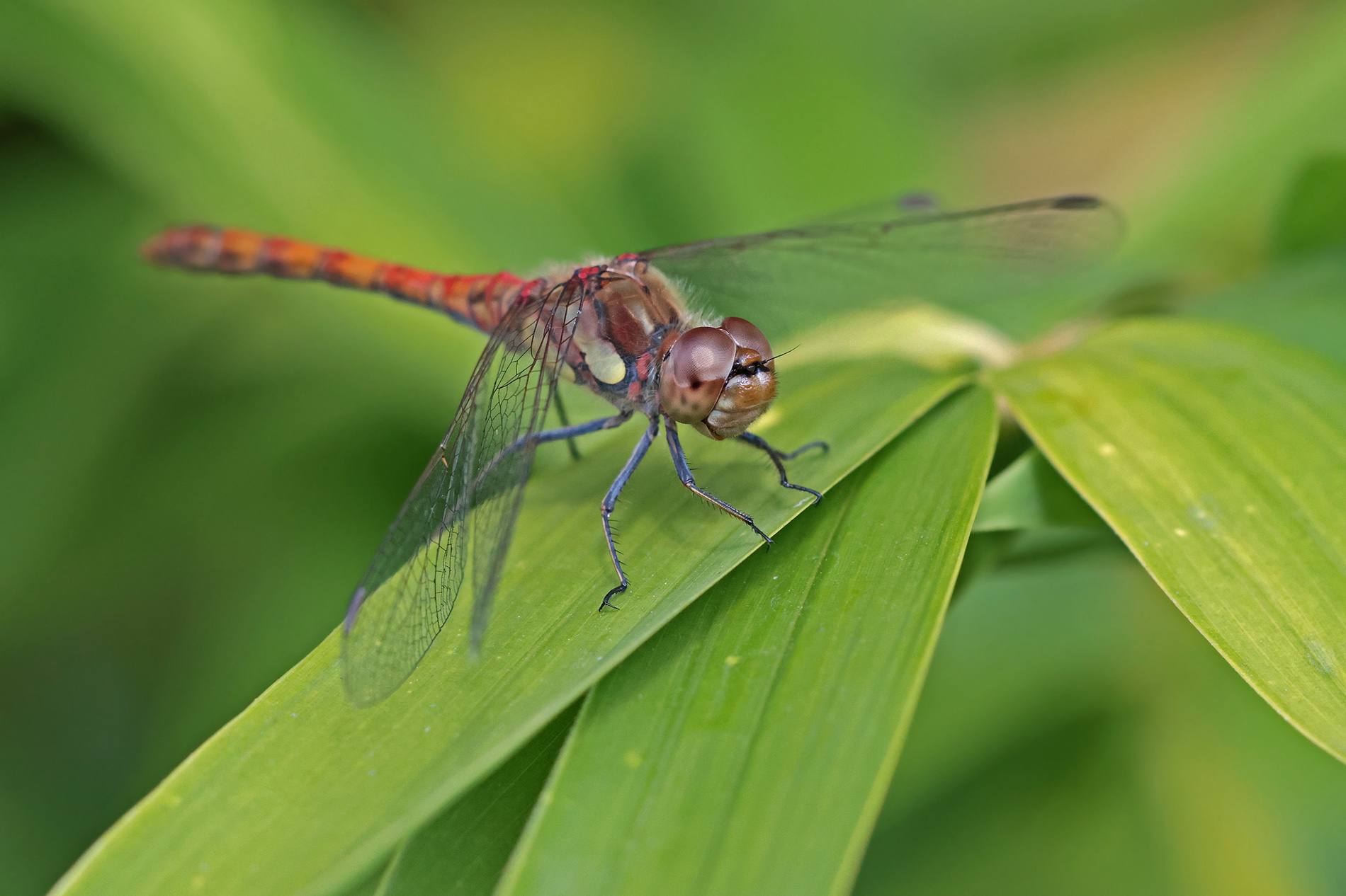 Ruhepause bei der Heidelibelle