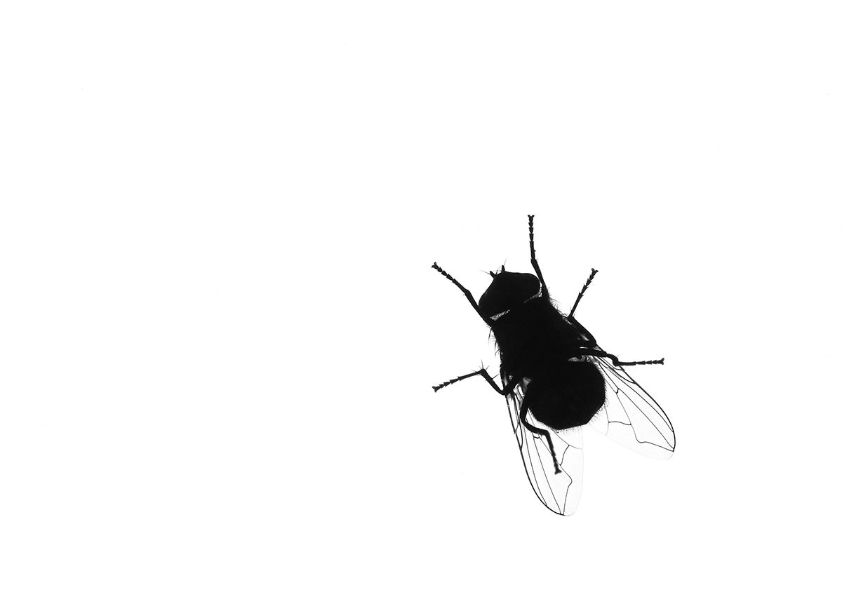 die Fliege