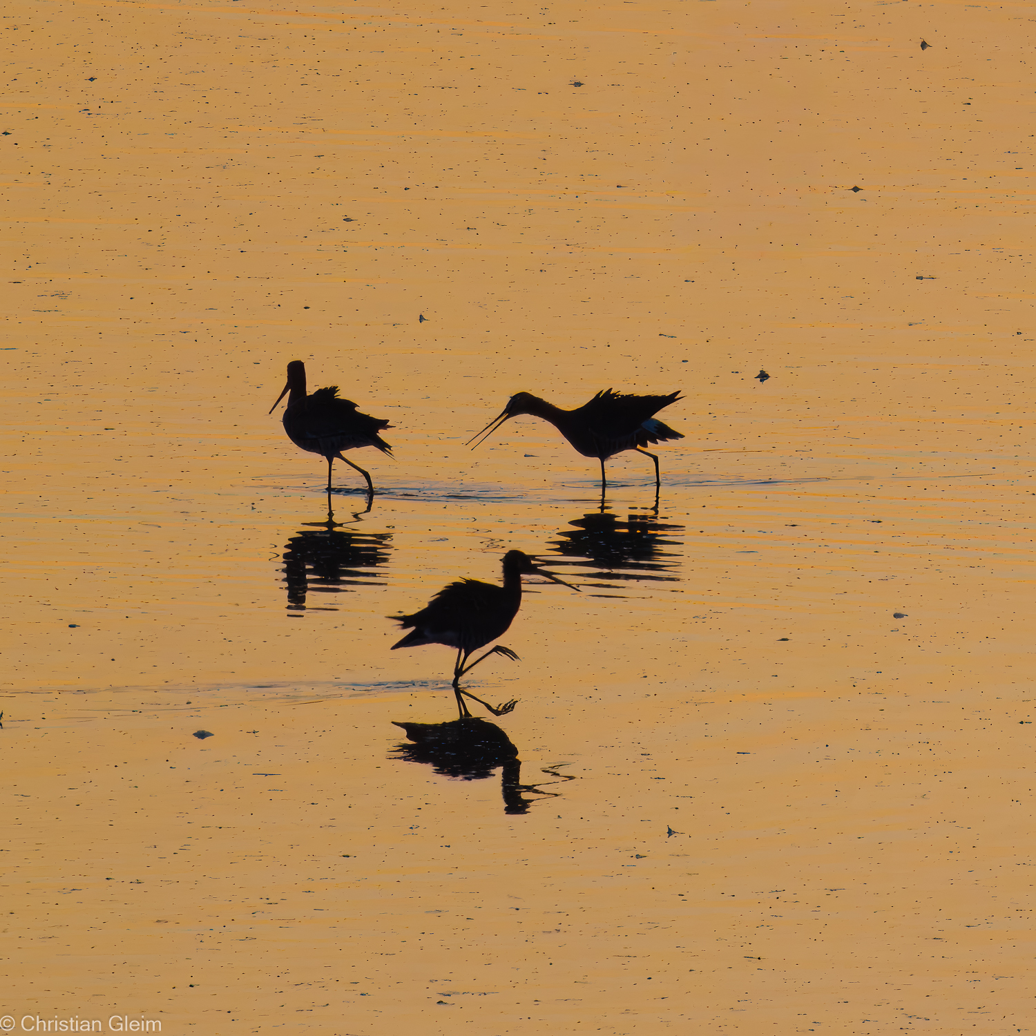 Trio