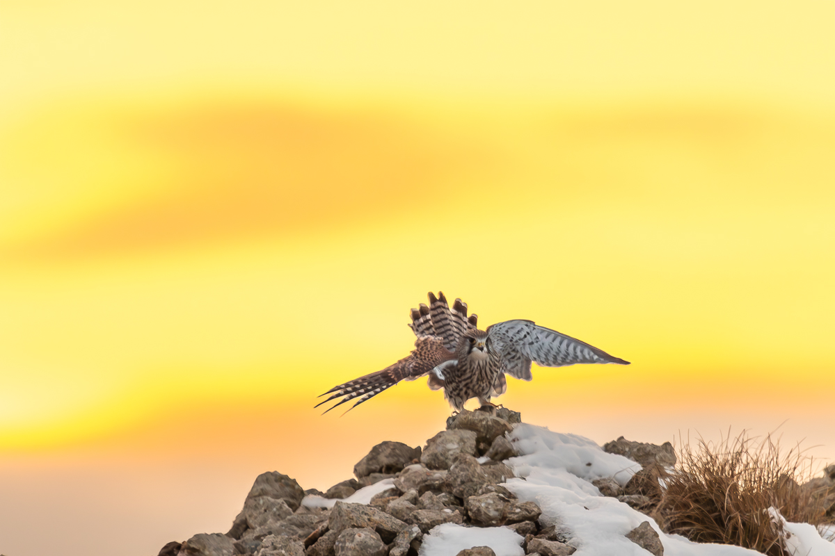 Turmfalke schützt Beute