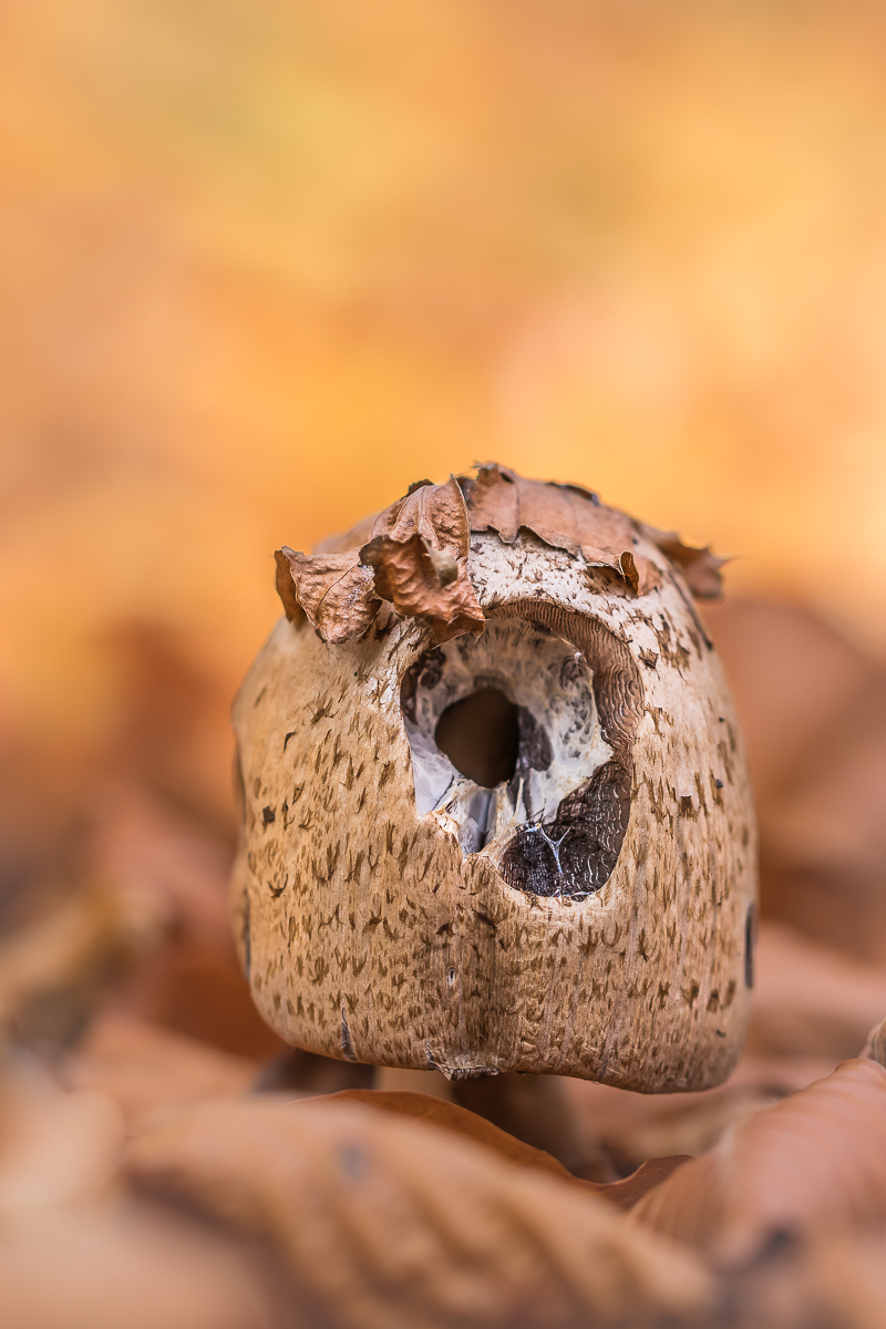 Neueste Videoüberwachung im Wald